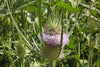 Teasel Seeds