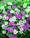 Vinca Rosea Tall Seeds