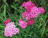Yarrow Cerise Queen Seeds