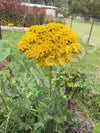 Yarrow Cloth Of Gold Seeds