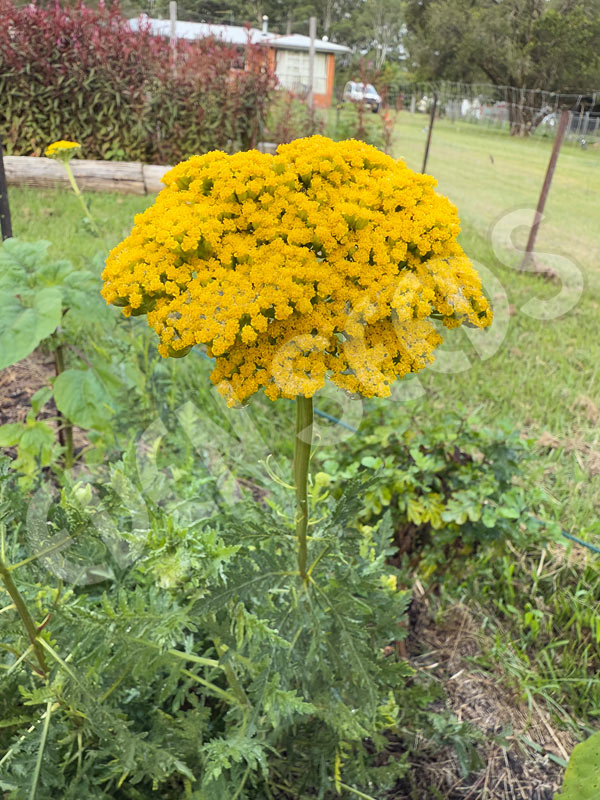 Yarrow Cloth Of Gold Seeds
