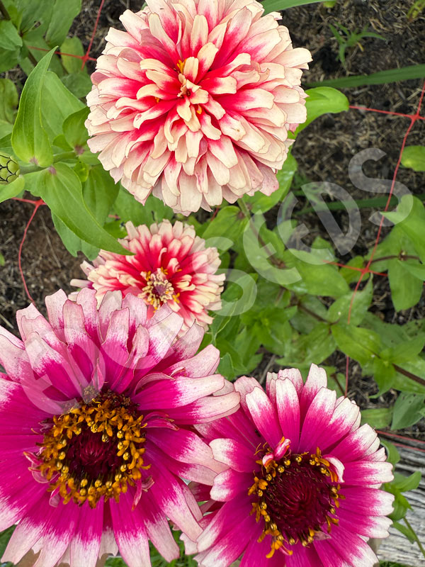 Zinnia Carousel Seeds
