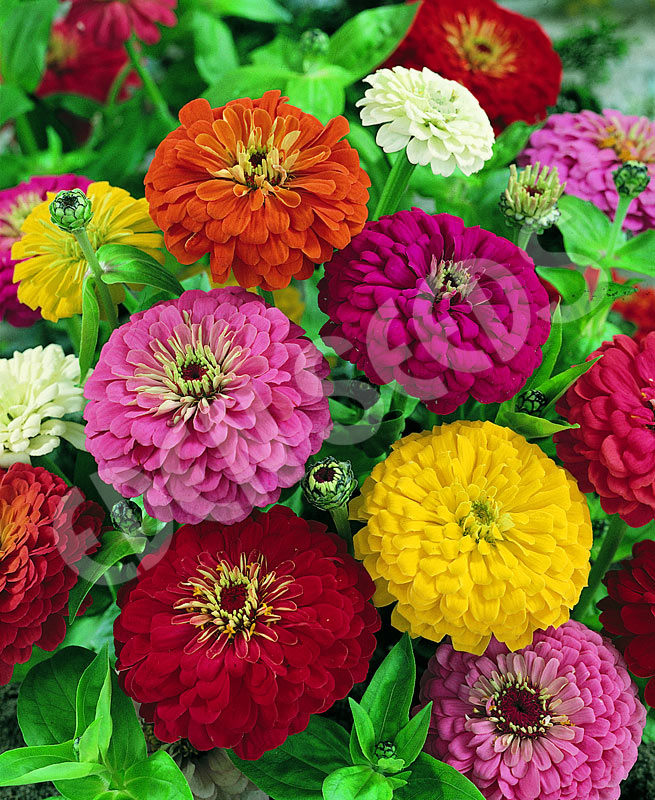 Zinnia Dahlia Flowered Gold Medal Mix Seeds
