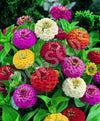 Zinnia Lilliput Mix Seeds