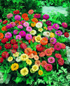 Zinnia Thumbelina Mix Seeds