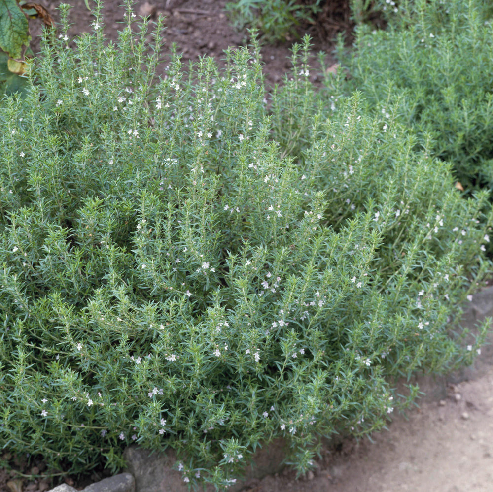 Summer Savory Seeds