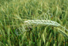 Barley Organic Seeds