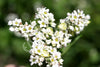Buckwheat Organic Seeds