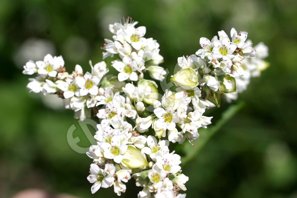 Buckwheat Organic Seeds