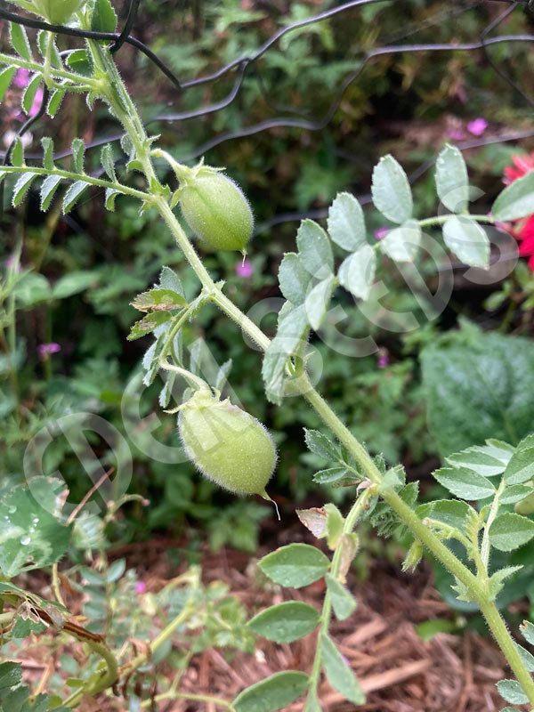 Chickpea White Seeds