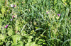 Green Manure Mix Autumn Winter Seeds