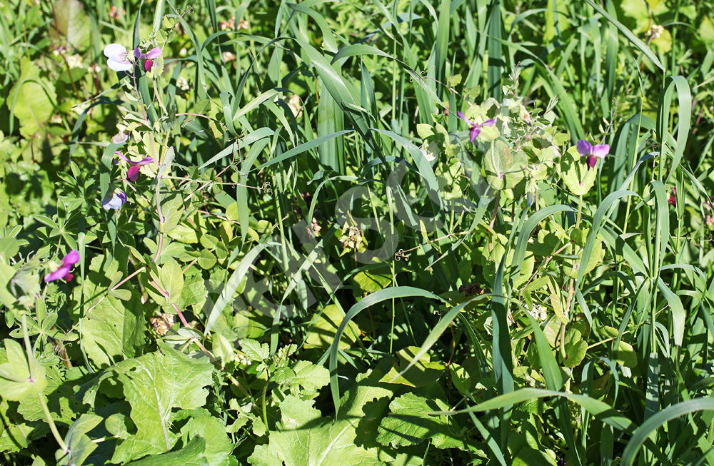 Green Manure Mix Autumn Winter Seeds