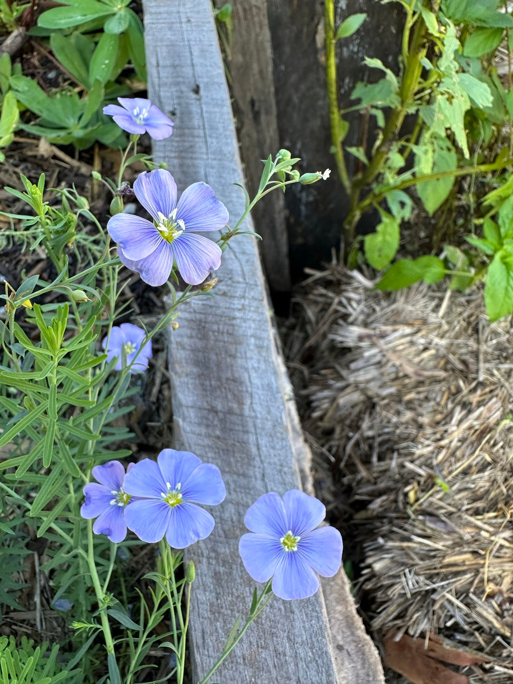 Linseed Organic Seeds