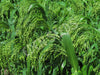 Millet White French Seeds