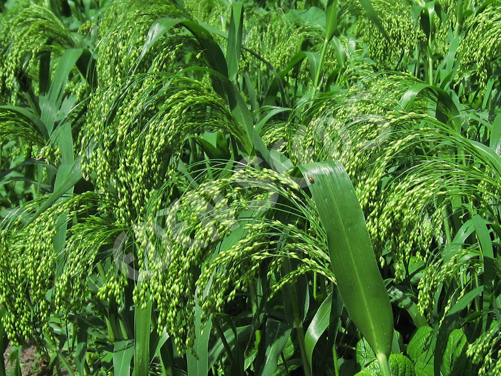Millet White French Seeds