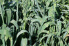 Oats Brunswick Seeds