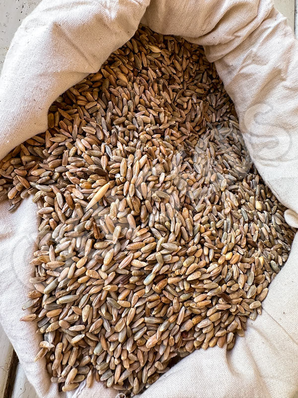 Rye Organic Seeds