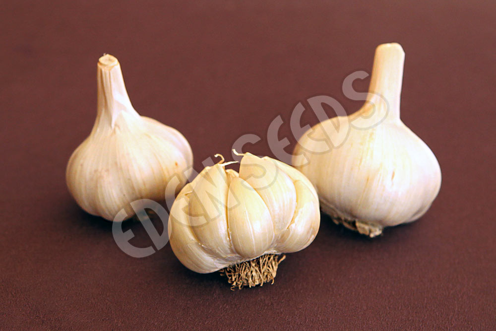 Garlic White Crookneck Organic Seeds