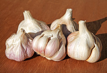 Garlic Tasmanian Purple Organic