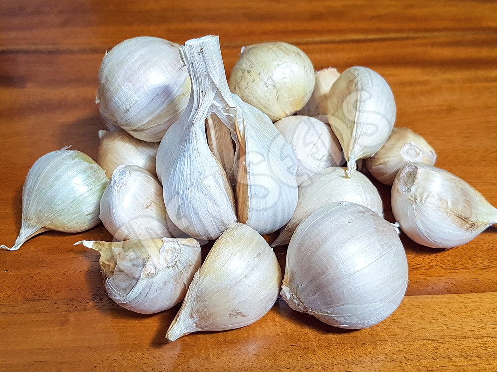 Garlic Giant Russian Organic Seeds