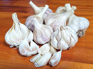Garlic Glenlarge Organic