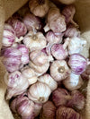 Garlic Ontos Purple Organic Seeds