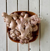 Ginger Rhizomes Organic Seeds
