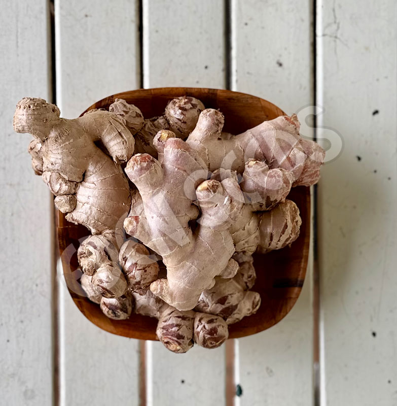 Ginger Rhizomes Organic Seeds