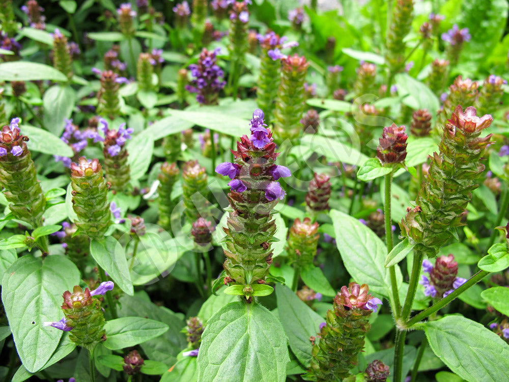 Allheal (Self Heal) Seeds