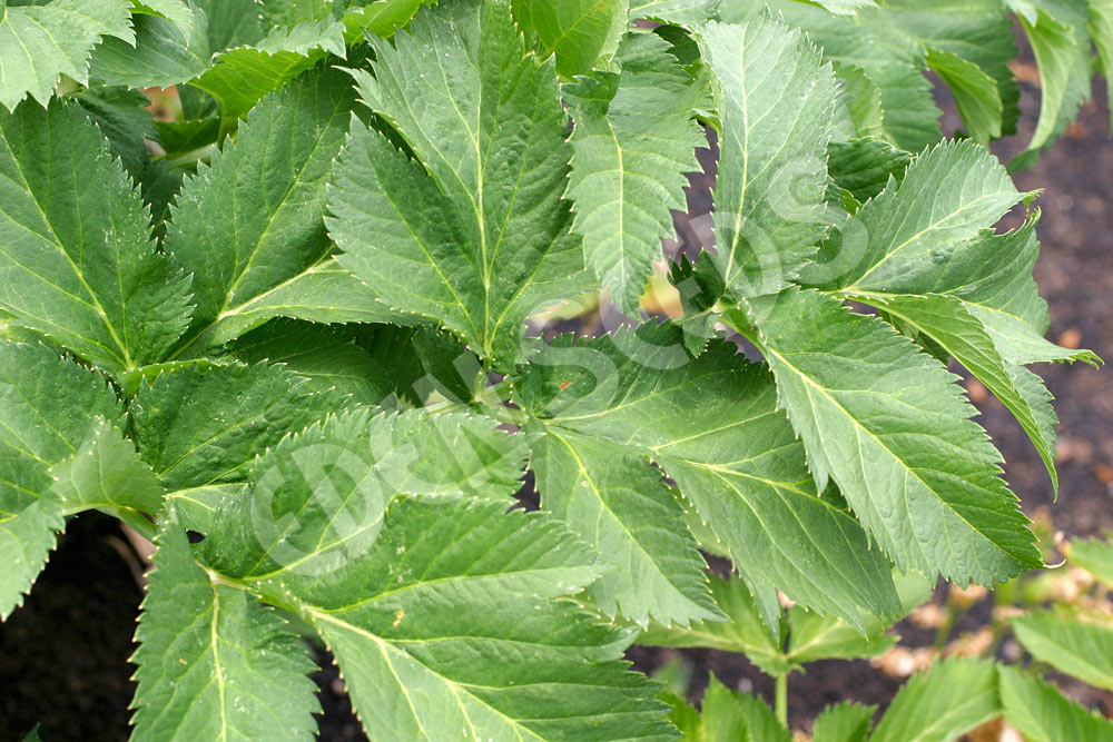 Angelica Seeds