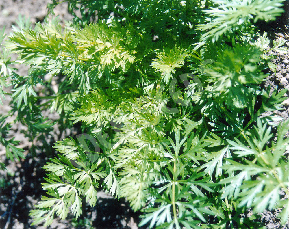 Anise Seeds