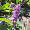 Anise Hyssop (Korean Mint) Seeds