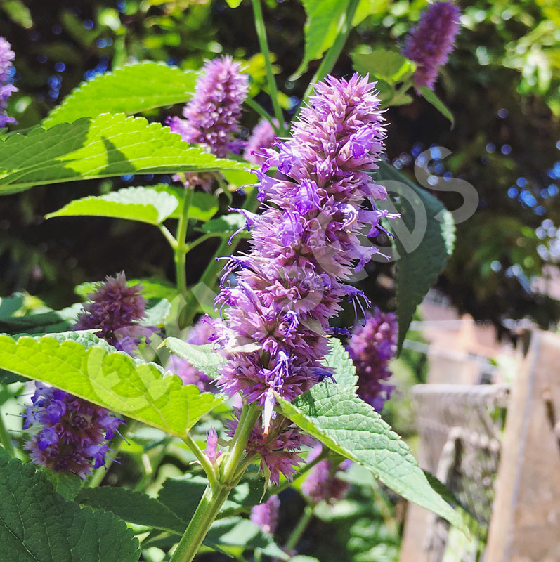 Anise Hyssop (Korean Mint) Seeds