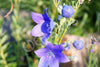 Balloon Flower Seeds