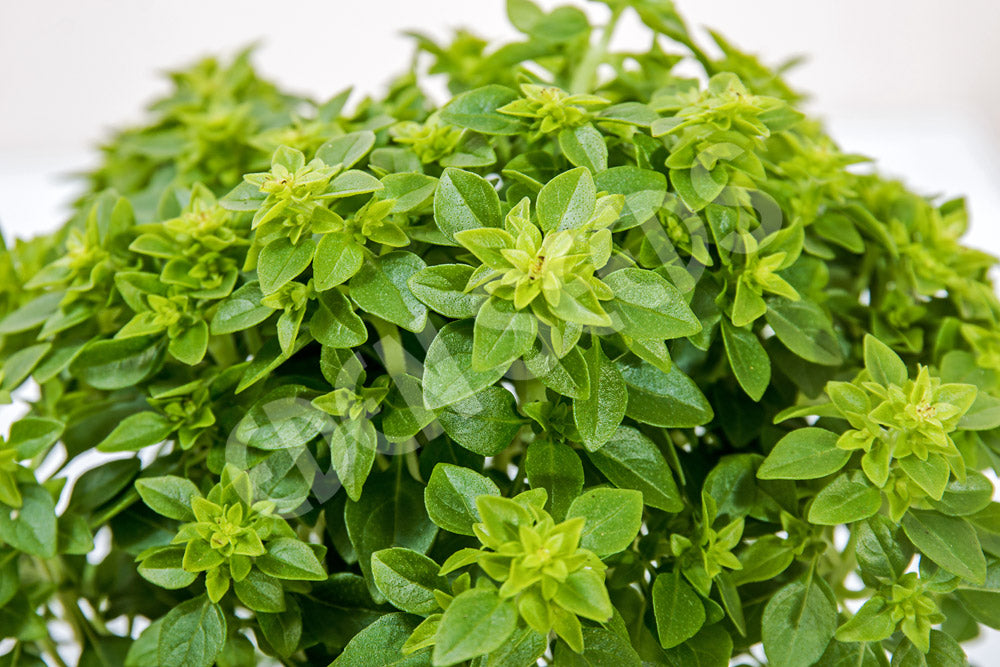 Basil Bush Seeds