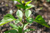 Basil Cinnamon Seeds