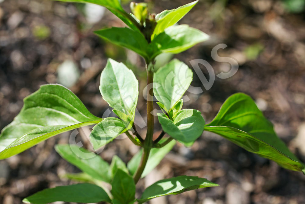 Basil Cinnamon Seeds