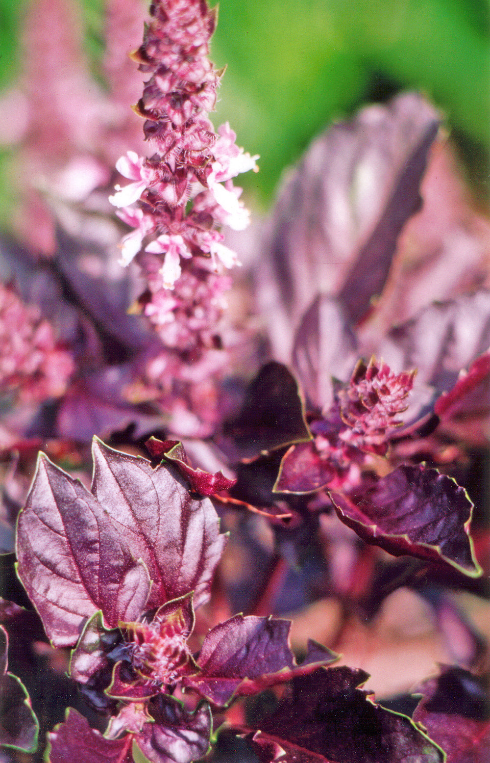 Basil Dark Opal Seeds