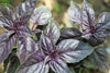 Basil Deep Purple Organic Seeds