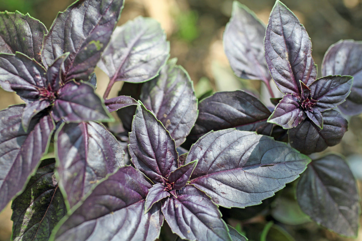 Basil Deep Purple Organic Seeds