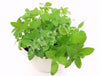 Basil Fino Verde Seeds