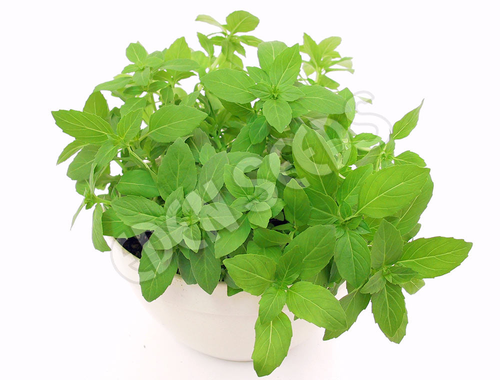 Basil Fino Verde Seeds