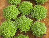 Basil Dwarf Greek Seeds