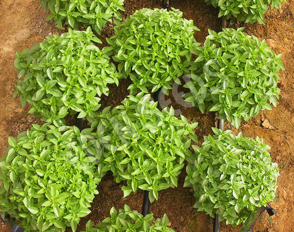 Basil Dwarf Greek Seeds