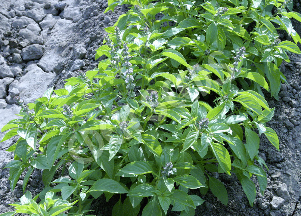 Basil Lemon Seeds