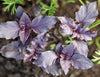 Basil Red Rubin Organic Seeds