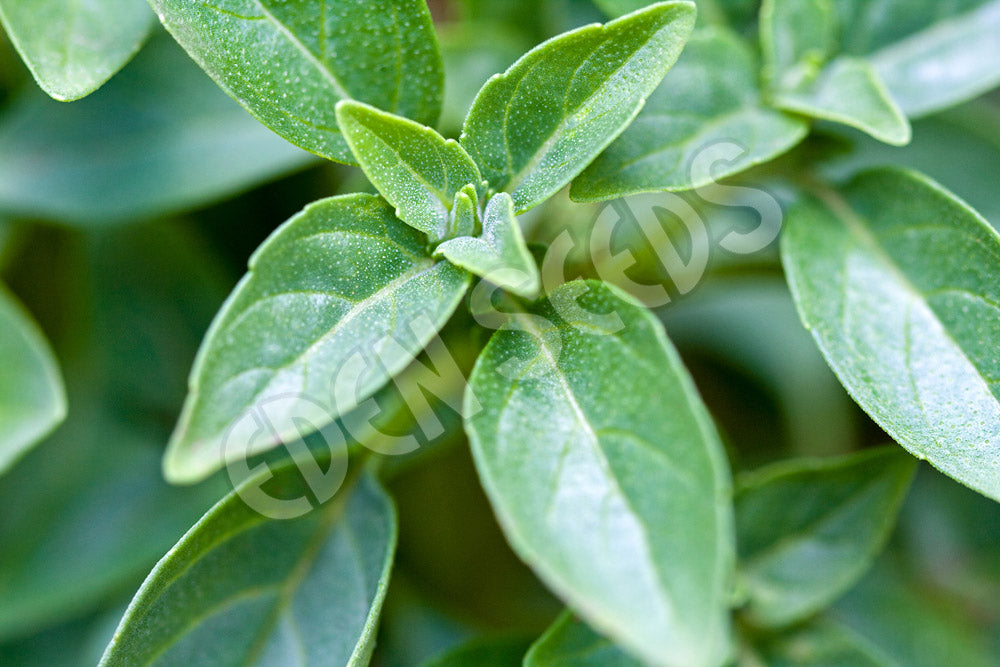 Basil Spicy Globe Seeds