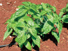 Basil Sweet Organic Seeds
