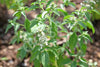 Basil Lime Seeds