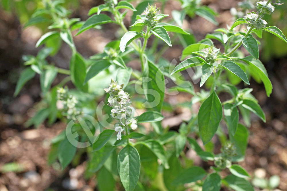 Basil Lime Seeds